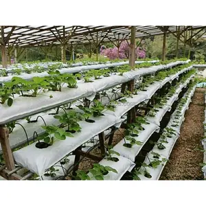 Großhandel natürliche Coco Peat Grow Bags für den Erdbeer anbau mit weichen Früchten