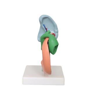 Anatomie Van Het Menselijk Lichaam Model Ziekten Van <span class=keywords><strong>Pancreas</strong></span> Milt Galblaas Anatomisch <span class=keywords><strong>Pancreas</strong></span> Model - Product Image 4