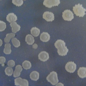 중국 공장 뜨거운 판매 액체 복합체 혐기성 젖산 박테리아 소화 촉진 수족관 수질 정화 - Product Image 6