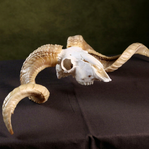 Shofar en corne de bélier Kudu, shofar en corne de bélier poli, shofar artisanal naturel, instrument en corne de bélier, shofar en corne de Kudu, shofar juif - Product Image 1