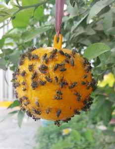 Trampa <span class=keywords><strong>para</strong></span> Moscas Esférica de Papel de 8 cm, Desechable, Impermeable, Ecológica, No Tóxica, con Cordón <span class=keywords><strong>para</strong></span> Control de Insectos - Product Image 1