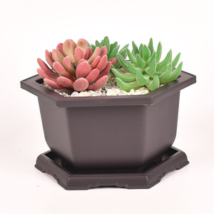 Gardening Rectangular Plastic Bonsai / <b>Succulent</b> <b>Pots</b> - Product Image 3