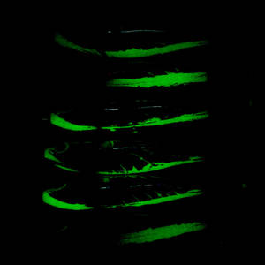 Nuevo OEM Luminous Squid Jigs Ultra Lure Crystal Squid <span class=keywords><strong>Egi</strong></span> Shrimp Lure 7,8 CM 5,5G Resplandor interno en la oscuridad Luminous Squid Jig Hook - Product Image 3