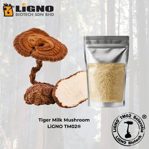 LiGNO TM02 Polvo Crudo Botánico Activo de Hongo Leche de Tigre, Grado Alimenticio, Certificado Halal Kosher, Suministro OEM ODM - Product Image 1