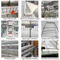 Cage à poulets RTL pour l'élevage de poules pondeuses, alimentation et abreuvement haute performance, structure robuste, adaptée aux fermes du Moyen-Orient