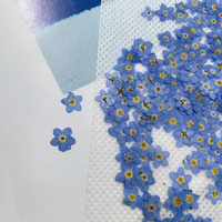 Fleurs de Myosotis séchées et pressées pour boucles d'oreilles, fleurs de Myosotis pressées pour coques de téléphone, œuvres d'art végétales