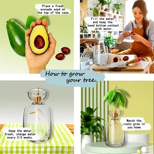 Jarrón de dos piezas para germinar semillas de aguacate - Cultive su propio árbol de aguacate. Maceta de vidrio única para amantes de la jardinería. Comience su cultivo. - Product Image 3