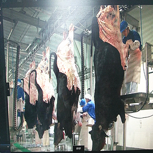 Équipement d'abattoir équipement D'abattoir d'abattoir accessoires outils vente <span class=keywords><strong>pas</strong></span> <span class=keywords><strong>cher</strong></span> bétail équipement d'abattage - Product Image 2