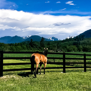 Panneau de clôture de paddock de cheval de ferme en PVC de 4x8ft Clôture d'allée noire à 3 et 4 rails avec technique d'extrusion pour les allées de ranchs - Product Image 3