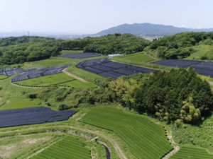 Produits de poudre de thé vert 100 % pur de haute qualité avec matcha - Product Image 3