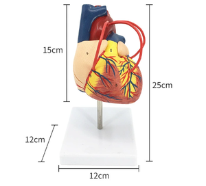 Modelo de enseñanza y entrenamiento médico-Modelo de anatomía cardíaca - Product Image 5