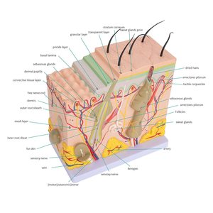 Menselijke Huid Anatomie Model Diagram Model Menselijke Anatomie Skin Model Structuur 50X Vergroting Met Haar - Product Image 4