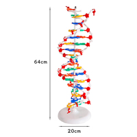 Modèle de démonstration de la structure de la double hélice de l'ADN anatomique scientifique médical SCIEDU, base de paires, génétique, biologique