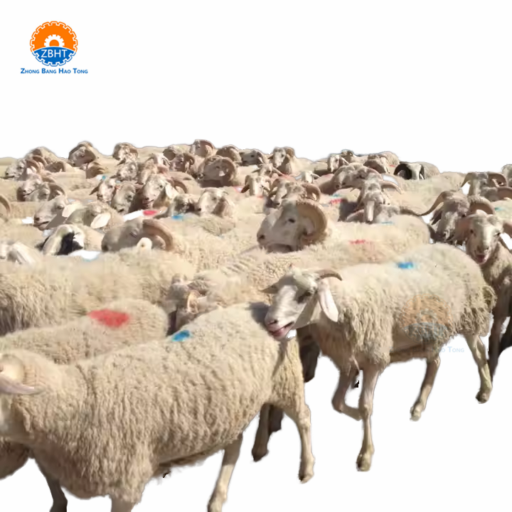 Customizable Sheep Halal Slaughter Line Motor