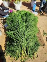 Feuillage d'hiver haut de gamme : Branche de Cryptomeria Fortunei fraîchement coupée pour couronnes de Noël, décoration de hall d'hôtel et événements, feuillage Sugi