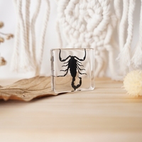 Insectes et animaux réels, design microscène, 38*38mm, araignée-loup, bloc de résine, petite maison, décoration de chambre, décoration de la maison, articles de décoration de table