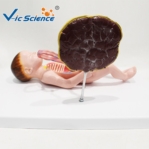 Modèle de circulation sanguine fœtale, modèle de cordon ombilical et de placenta pour nouveau-né, organes internes du nourrisson (détachables et - Product Image 2