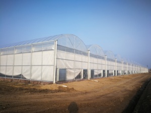 Fabricant de <span class=keywords><strong>kits</strong></span> de serre multi-travées clés en main Sinok Film plastique pour légumes Serre pour légumes - Product Image 3