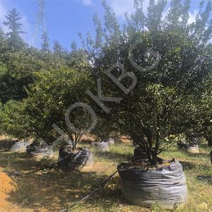 HOKBG, venta al por mayor, barato, <span class=keywords><strong>100</strong></span> galones, 400 <span class=keywords><strong>litros</strong></span>, 90x65cm, <span class=keywords><strong>maceta</strong></span> de plástico negro, jardín al aire libre, flor, vivero, bolsa de cultivo de plantas para mandarina - Product Image 4