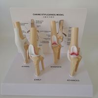KyrenMed Modèle pathologique de genou canin à 4 étapes Chien Genou Articulaire Ostéoporose Squelette d'animal pour l'anatomie canine