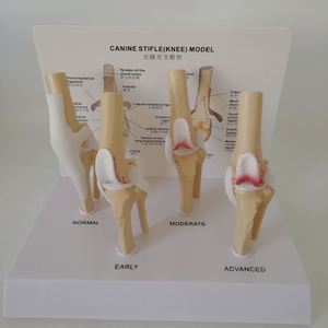 KyrenMed-Patológico Canino Stifle Rodilla Modelo 4 Etapas Perro Rodilla Articular Osteoporosis <span class=keywords><strong>Animal</strong></span> <span class=keywords><strong>Esqueleto</strong></span> para Anatomía Canina - Product Image 5