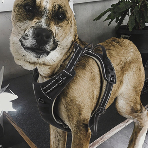 Nouvel Arrivage Harnais Gilet pour Chien Anti-Traction Réglable, Durable, Luxueux, Respirant, Solide, Réfléchissant, en Maille Douce et Rembourré - Product Image 3