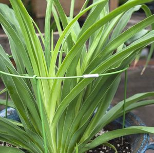 Piquets de support de plantes robustes pour tiges de fleurs Piquets métalliques avec attaches souples Antirouille USA Warehouse - Product Image 3