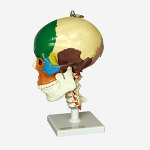 GelsonLab HSBM-061 didáctico modelo de cráneo en cervical de la columna vertebral a 4 - Product Image 4