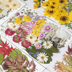 Grandi <span class=keywords><strong>Fiori</strong></span> Essiccati Naturali Pressati per Resina, <span class=keywords><strong>Fiori</strong></span> Botanici Colorati per Nail Art Fai da Te, Sapone, Artigianato, Segnalibri - Product Image 3