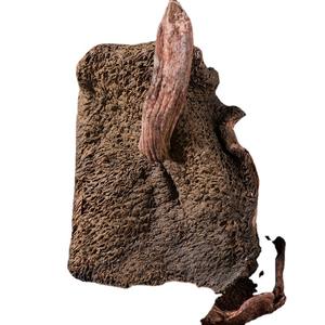 Hongos Preciosos de China, <span class=keywords><strong>Boletus</strong></span> Erythropus Var Erythropus Secos, en Venta - Product Image 2