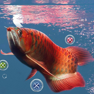 <span class=keywords><strong>Aquarium</strong></span> <span class=keywords><strong>Aquarium</strong></span> <span class=keywords><strong>Aquarium</strong></span> Zout Preventie En Behandeling Van Alle Ziekten Zacht Water Mineraal Siervis Speciaal Zout