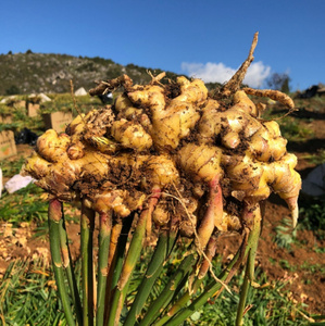 Cây trồng mới tươi khô gừng 10kg hộp cho bán buôn gừng giá chất lượng tốt - Product Image 4