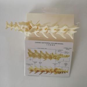 แบบจำลองกระดูกสันหลังสุนัขขนาดเท่าของจริง 1:1 สำหรับ<span class=keywords><strong>การ</strong></span>สอนทางสัตวแพทย์ - Product Image 5