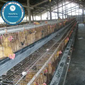 Jaula avicole de material de Guinea, equipo para aves de corral y pollos (fábrica de China)