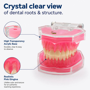 แบบจำลองฟัน ฟันมาตรฐานสำหรับทันตแพทย์ สำหรับการสาธิตทางพยาธิวิทยาในช่วงคริสต์มาส - Product Image 1