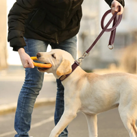 Vente en gros collier de chien de couleur unie haut de gamme personnalisé pour chat et chien avec rivets dorés cool et accessoires pour animaux de compagnie