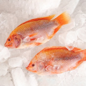 Hộp bao bì gutted thu nhỏ Hữu Cơ sống đông lạnh Cá Rô Phi Đỏ <span class=keywords><strong>GS</strong></span> toàn bộ vòng 800g đen đỏ tươi đông lạnh cá rô phi đỏ giá - Product Image 2