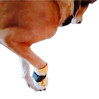 Orthopédique Basse Température Pet Chien Chat Jambe Os Fracture Feuille Thermoplastique Attelle Matériaux
