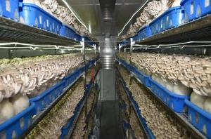 Chambre de culture de champignons modulaire avec contrôle intelligent de l'environnement pour divers champignons comestibles - Product Image 5