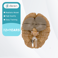 Modelo Anatómico Avanzado del Cerebro Humano, Secciones Frontales, Modelo de Enseñanza Médica en Plástico
