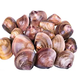 New Delicious clam process new wholesale seafood chinese seafood baby clam