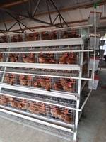 Cage pour poules pondeuses