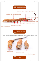 Cordyceps-flores liofilizadas, Cordyceps, militaris, cordiceps, cordyceps, sinensis