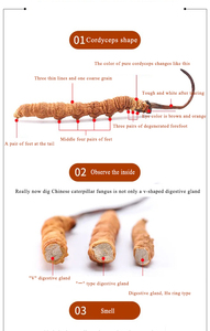 高品質の冬虫夏草花凍結乾燥冬虫夏草militaris cordiceps冬虫夏草 - Product Image 4