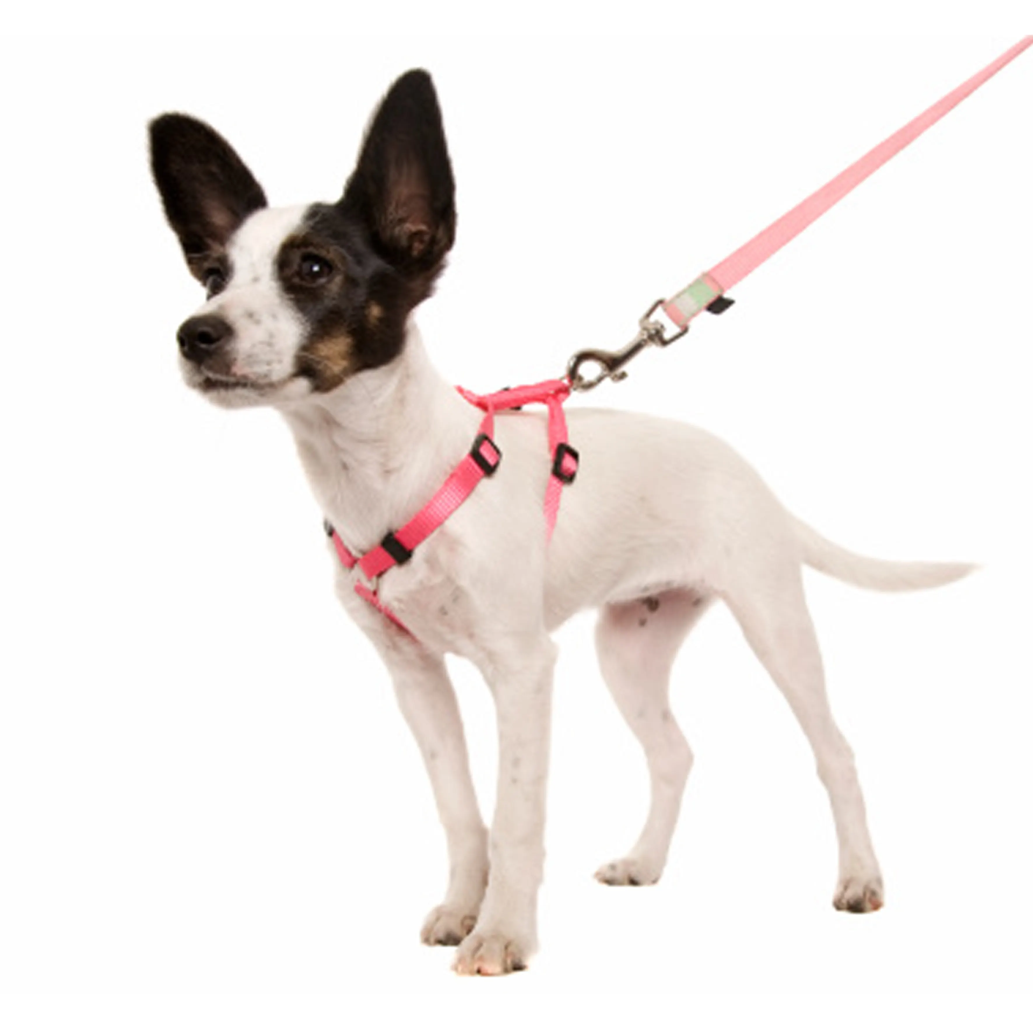 Sıcak satış dayanıklı köpek pamuk oyuncak Pet köpek yavrusu evcil hayvan tasması halat pet köpek tasması tüm ırklar için