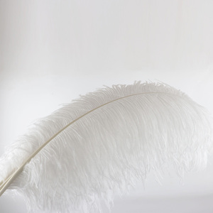 Pied de <span class=keywords><strong>plume</strong></span> d'autruche blanche artisanal de 70-75 cm - Product Image 6