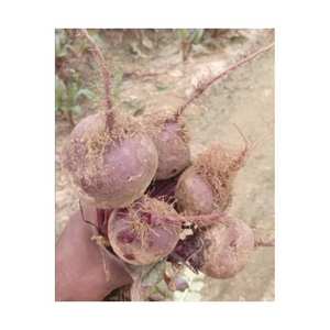 Racine de betterave fraîche de qualité supérieure, légumes de première qualité, sucrés et croustillants, exportateur - Product Image 3