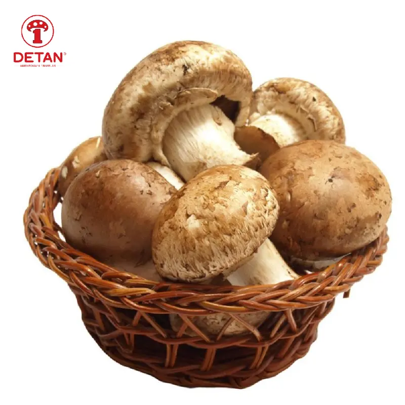 Detan High Quality Fresh Mushrooms wholesale Fresh Organic Shiitake Mushrooms