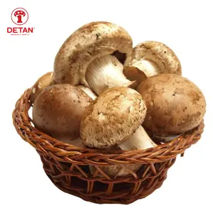 Detan High Quality Fresh Mushrooms Wholesale Fresh Organic Shiitake Mushrooms