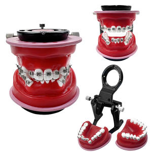 Modello Dentale Ortodontico per Trattamento con Brackets, per Pratica e Formazione di Tecnici Dentali, Insegnamento Odontoiatrico - Product Image 1